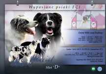 Piękna suczka czarno-biała border collie hodowla ZKWP FCI