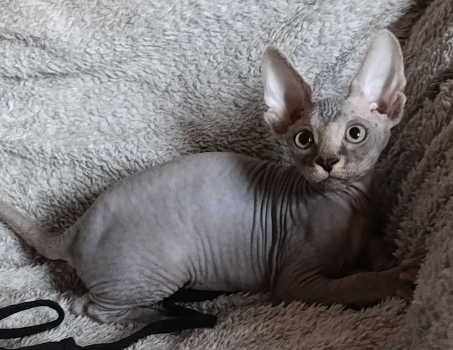 Котята Канадский сфинкс