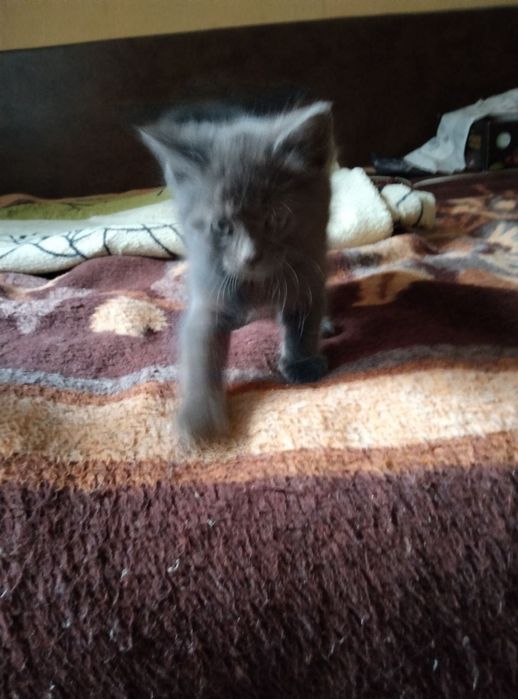 Отдам серого котенка, метис британца, девочка, мальчик, 1,5 месяца