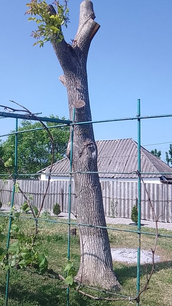 Стовбур горіха волоського