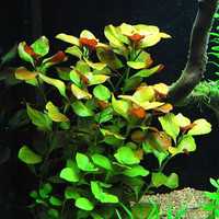 Ludwigia Repens Mesakana roślinka do akwarium z przycinki