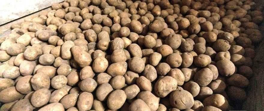 Картопля , бараболя , картошка ,високо ефективних сортів