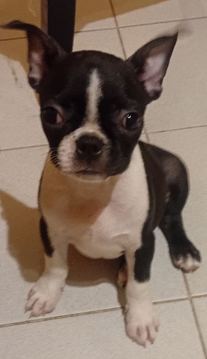 Exelente femia Boston terrier