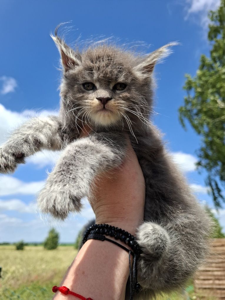 Maine Coon niebieska srebrzysta koteczka
