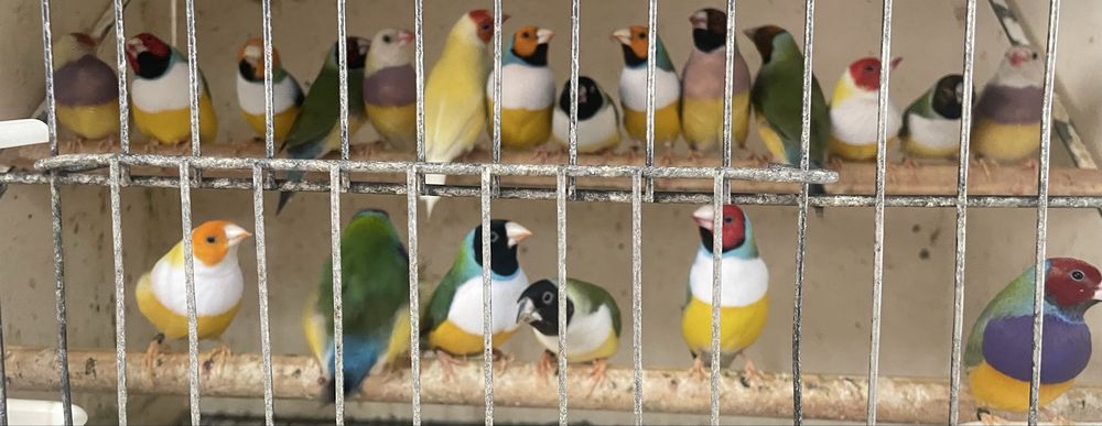 Canarios para vender a partir do valor no anuncio( avi-maia)