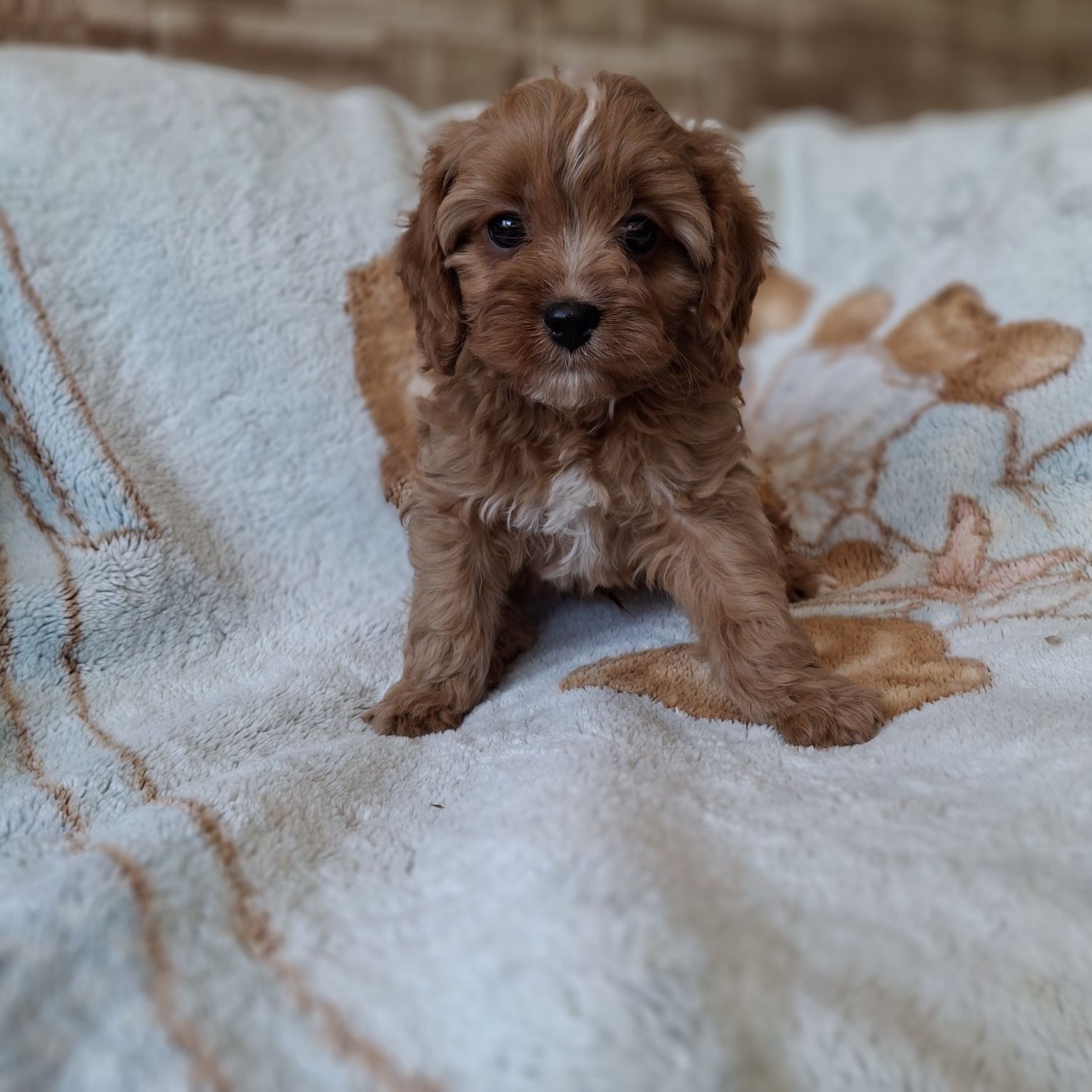 Cavapoo po wszystkich szczepieniach