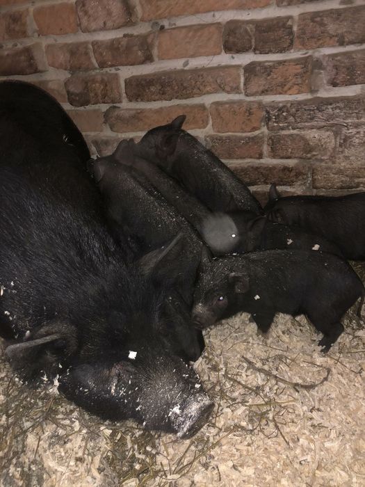 В'єтнамськи поросята