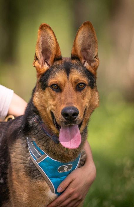 Duży, piękny i kochający – Jukon czeka na swoją rodzinę