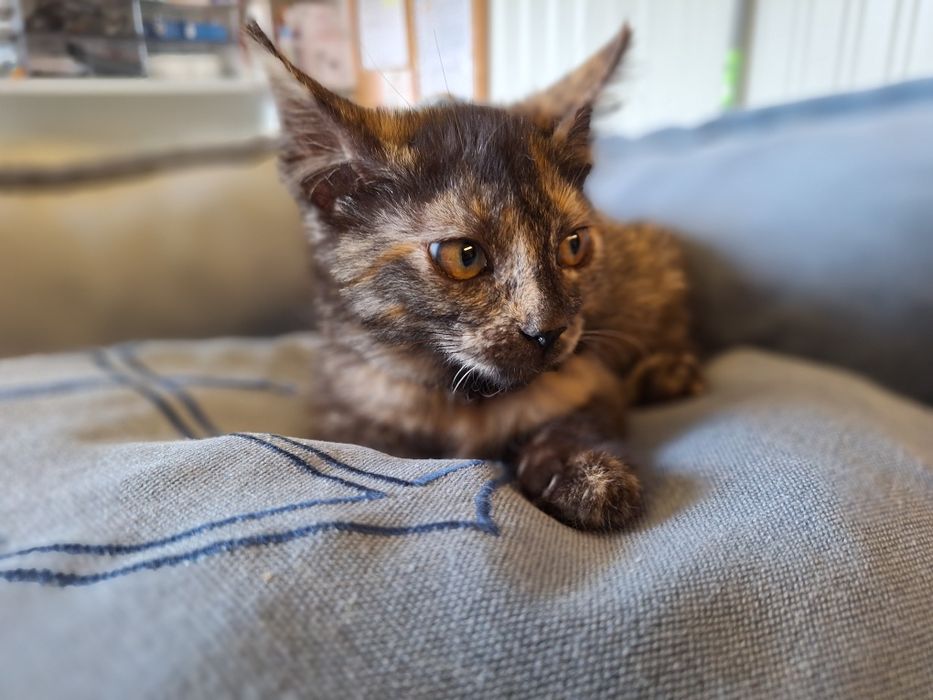 Tiana, para adoção