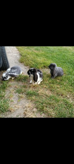 Króliki Barany Francuskie