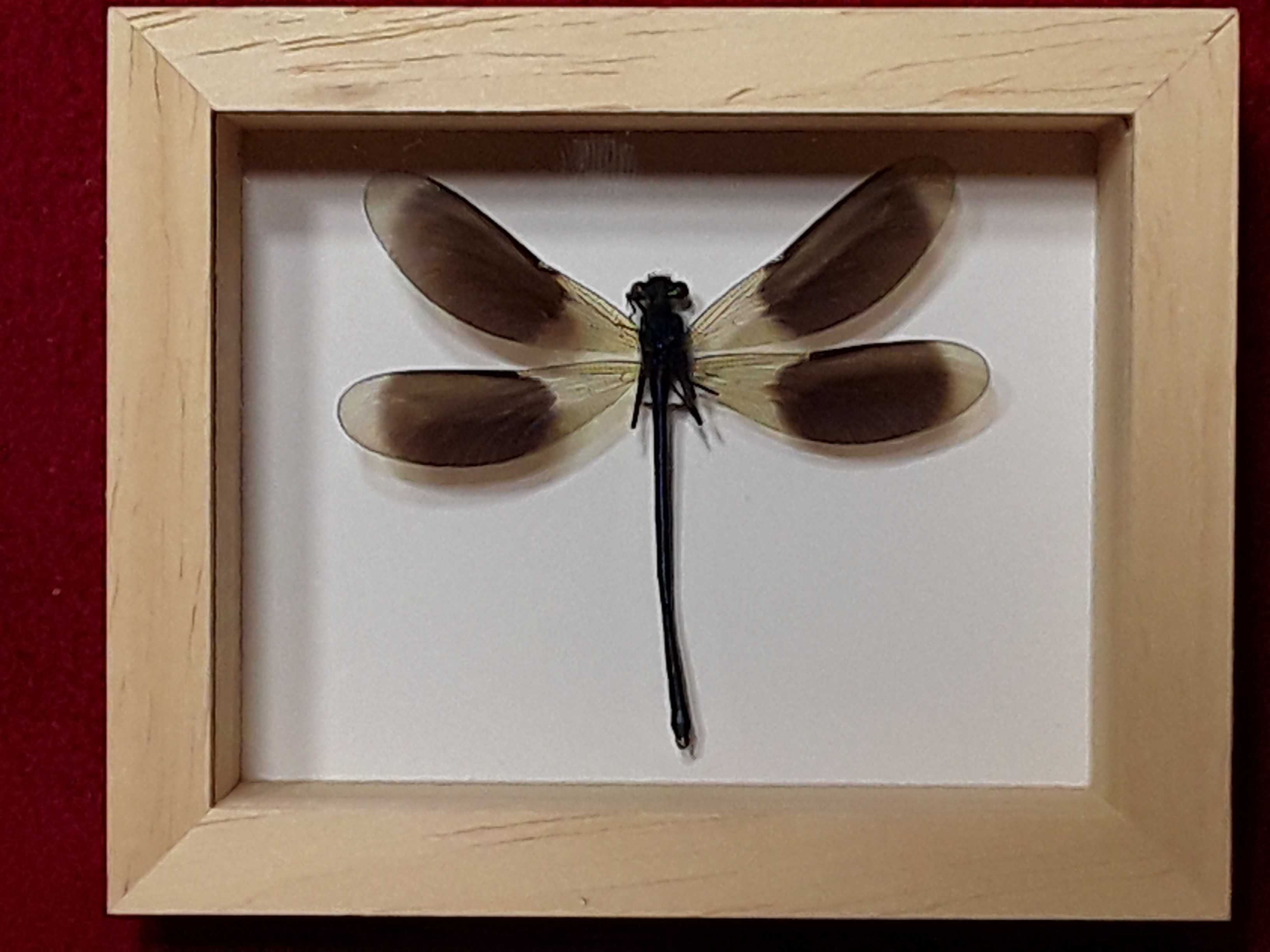 Ważka w ramce 10 x 8 cm Świtezianka błyszcząca - Calopteryx splendens