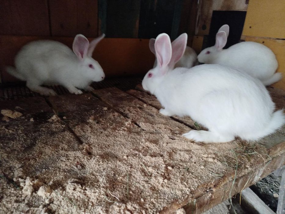 Продам білих кроликів