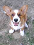 **FLOKI**WELSH CORGI CARDIGAN **śliczny piesek gotowy do zmiany domku
