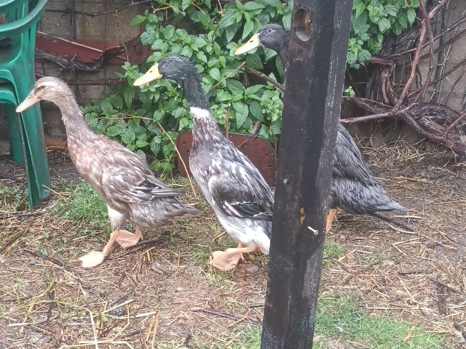 Biegusy indyjskie    dwie kaczki