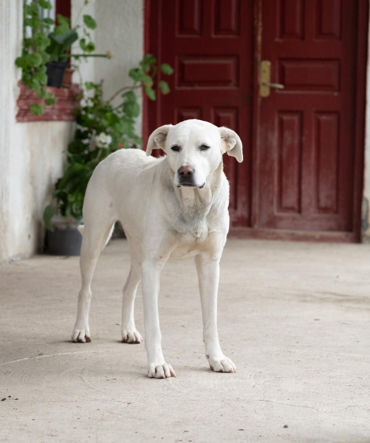 Sunia w typie labradora