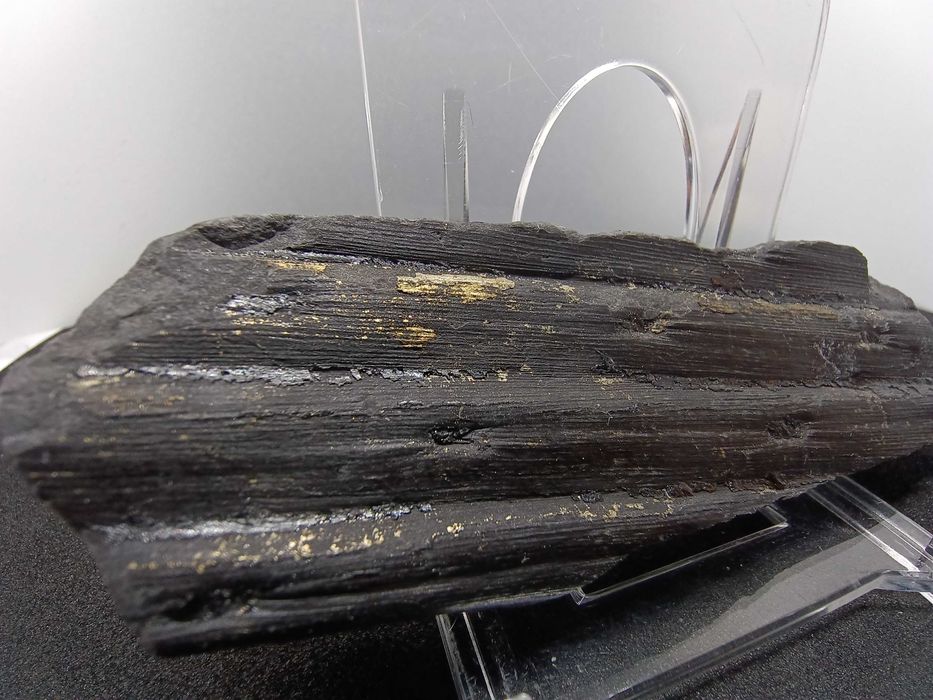 Skamieniałość Karbońska - Kora Sygilarii z Pirytem