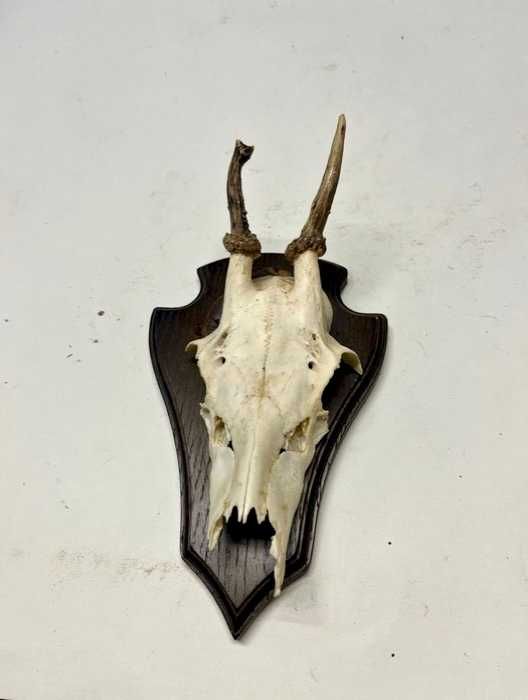 Coleção particular de troféus de caça