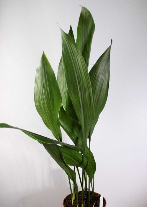 Вазон Аспідістра (Аспидистра), азійська конвалія