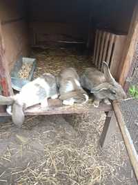 Młode króliki baran