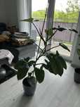 Filodendron pnący 115 cm