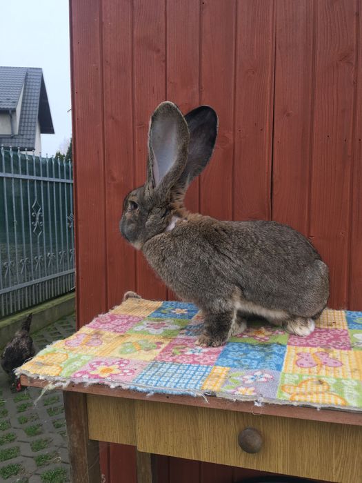 Olbrzym Belgijski BOS