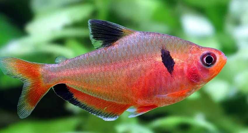 Bystrzyk Minior Ryby akwariowe