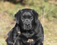 Labrador Retriever szczenie z rodowodem ZKwP, FCI Badania Genetyczne