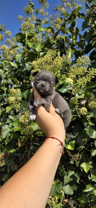 Chihuahua Fêmea Cinza Pêlo Curto