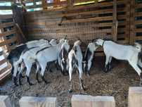 Cabras serpentinas