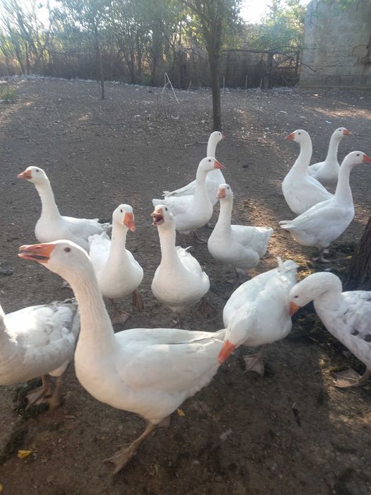 Продам домашні гуси живою вагою та тушкою