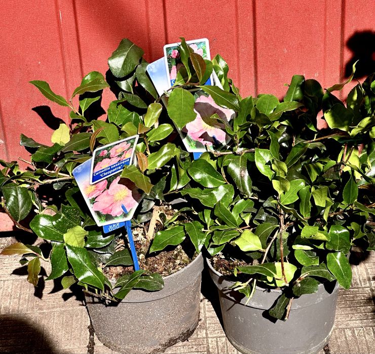 Камеліі в асортименті. Доставка по Україні.