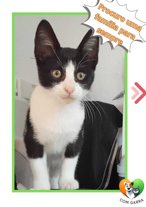 Gatinhos para adoção