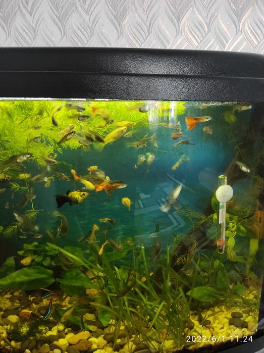 Рибки гуппі самці і самки