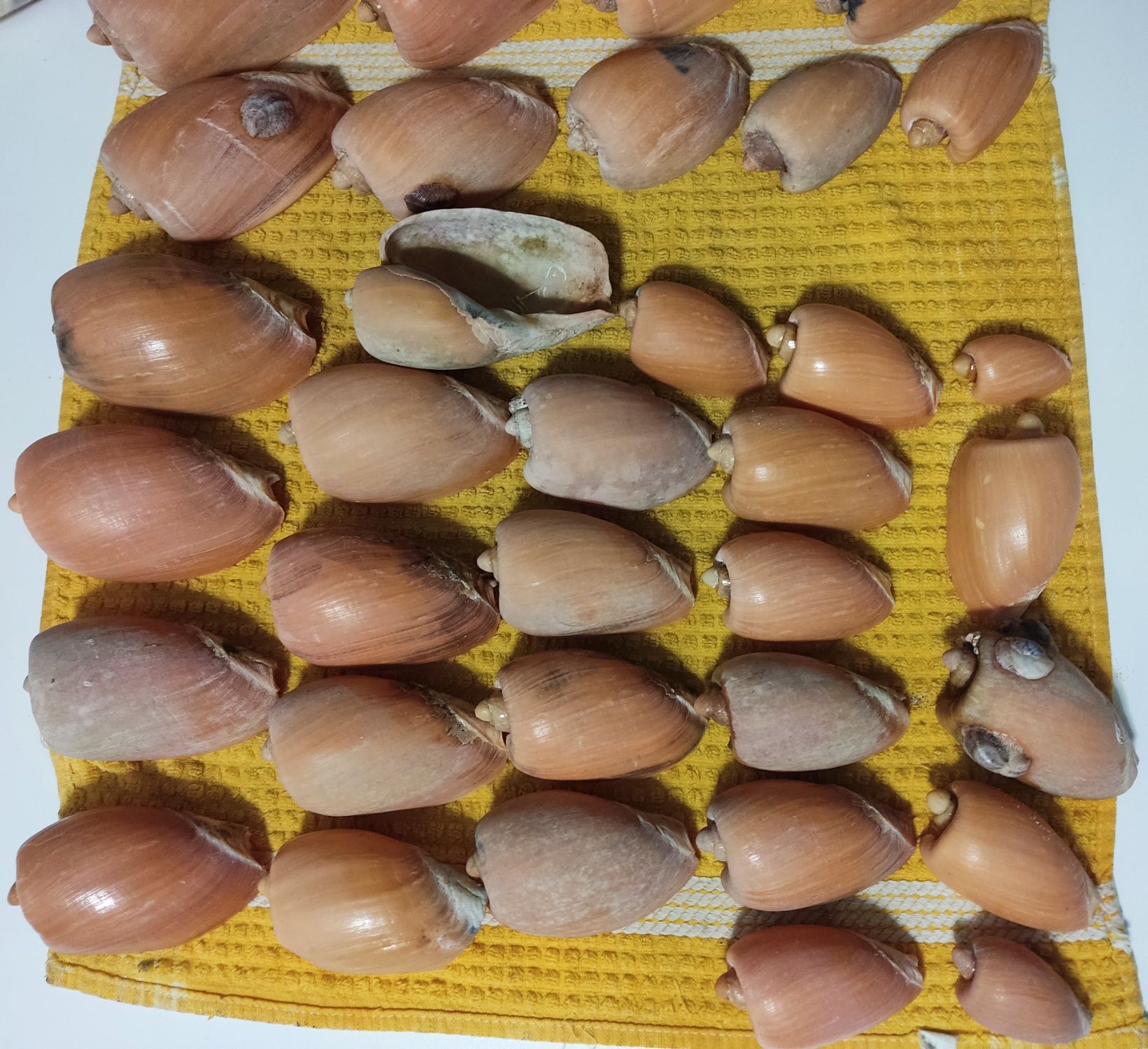 Conchas naturais da costa portuguesa