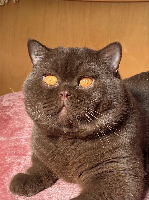 Шоколадный британский котенок