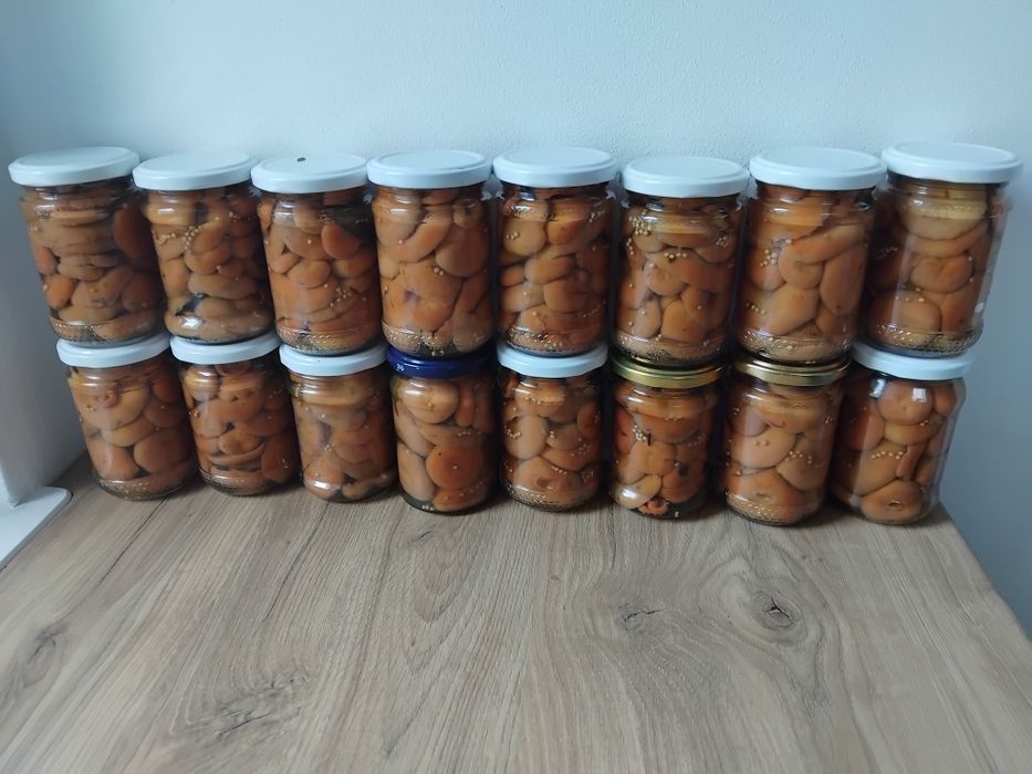 Rydze marynowane 16 sztuk./ 20 zł sloik