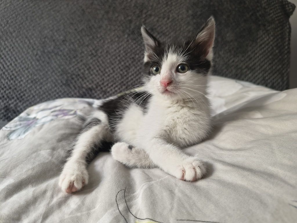 2 miesięczny uroczy Bueno szuka domu.