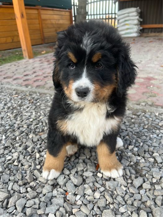 Bernenski pies pasterski Beza