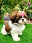 Shih Tzu suczka ZKwP