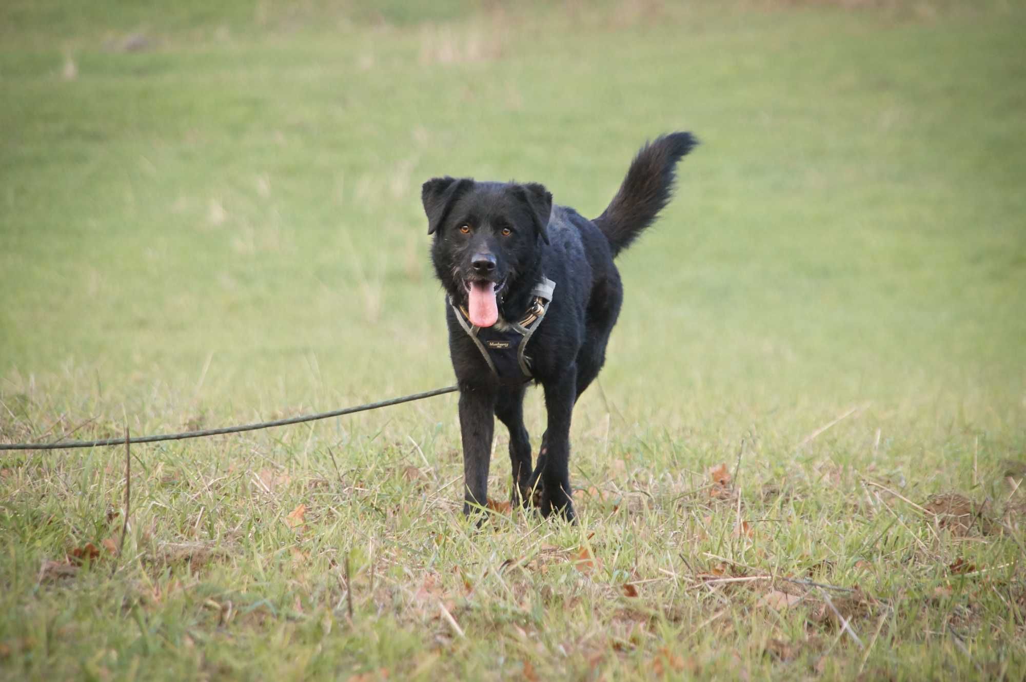 Huzar - młody, piękny psiak do adopcji.