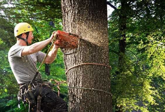 Спилювання та обрізка дерев: розчищення ділянки благоустрій