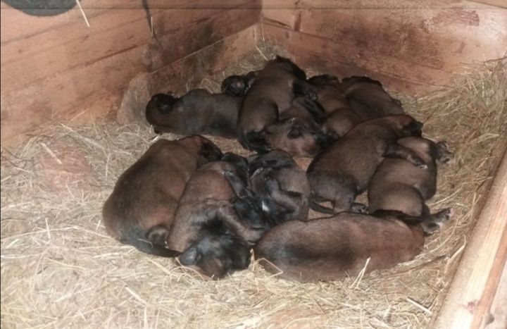 В'язка вівчарки Малінуа КСУ