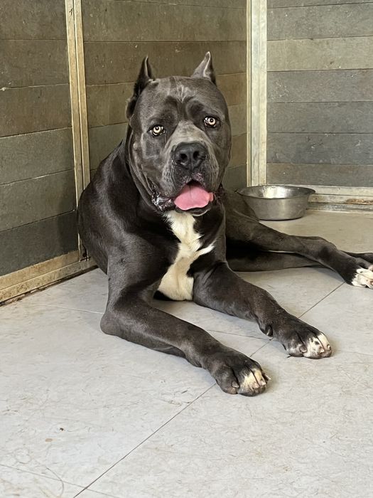 Cane Corso cinzento  Casa do tavarsbull