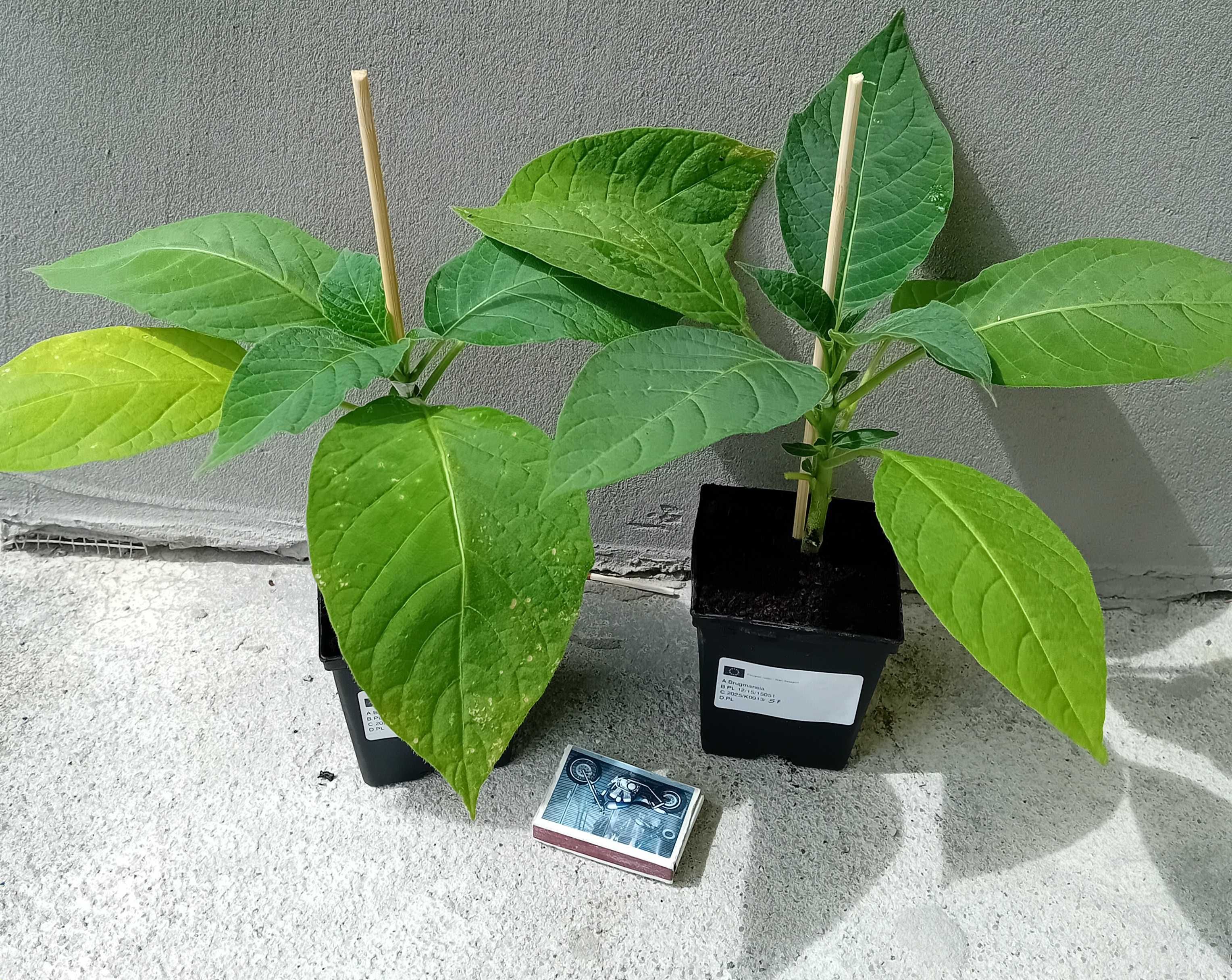 Brugmansia versicolor DATURA +GRATISY