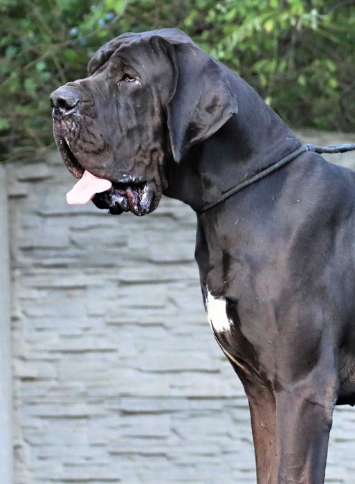 Bardzo mocnej budowy suczka merle Dog Niemiecki FCI ZKwP tata włoch