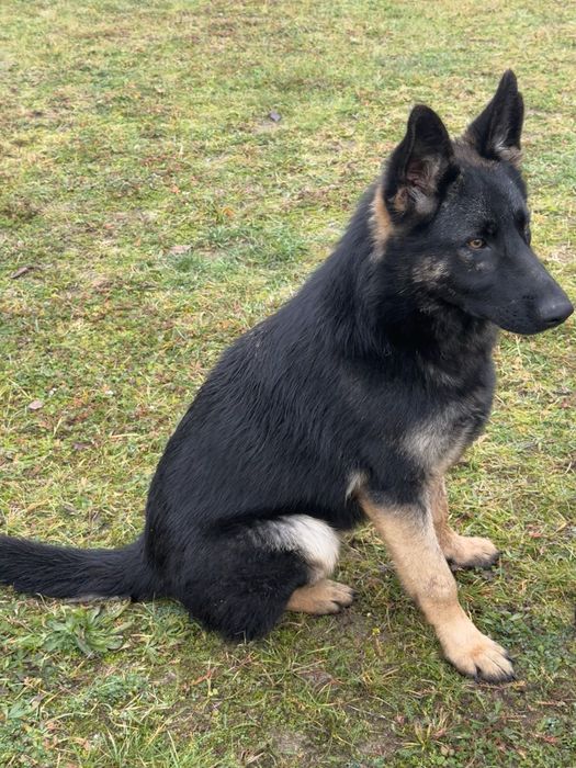 Oddam suczkę owczarka niemieckiego , krótkowłosa , 8-mio miesięczna