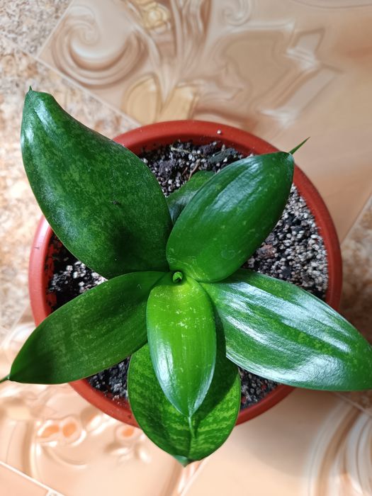 Сансевієрія Green