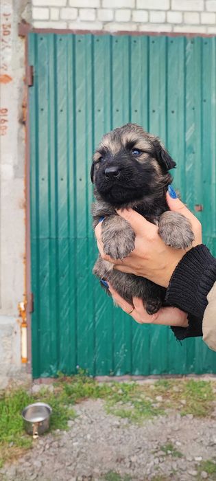 Продам цуценят поміст нім.вівчарки і алабая