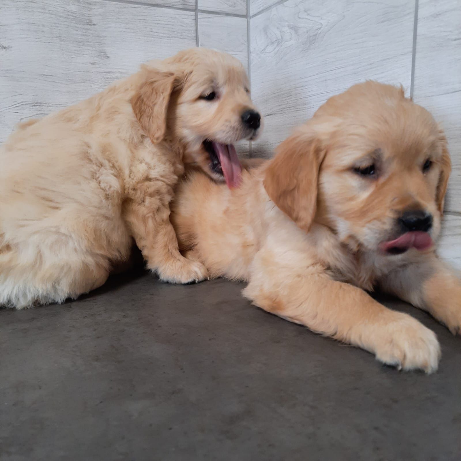 Golden Retriever Kremowo Złoty