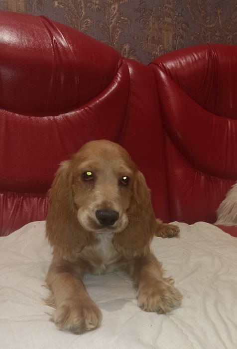 Цуценята англійських кокер спаніелів